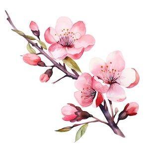Fiori di ciliegio SVG - Clipart di fiori di ciliegio - Download digitale istantaneo - Acquerello Sakura PNG -JPEG