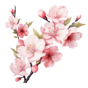 Fleur de cerisier SVG PNG JPEG - aquarelle fleur de cerisier - téléchargement numérique instantané - Clipart fleur de cerisier
