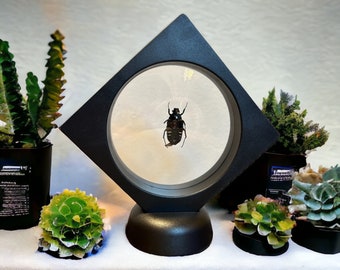 Preserved Beetle