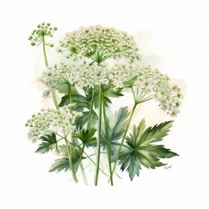 Water Hemlock Digital Watercolor Print