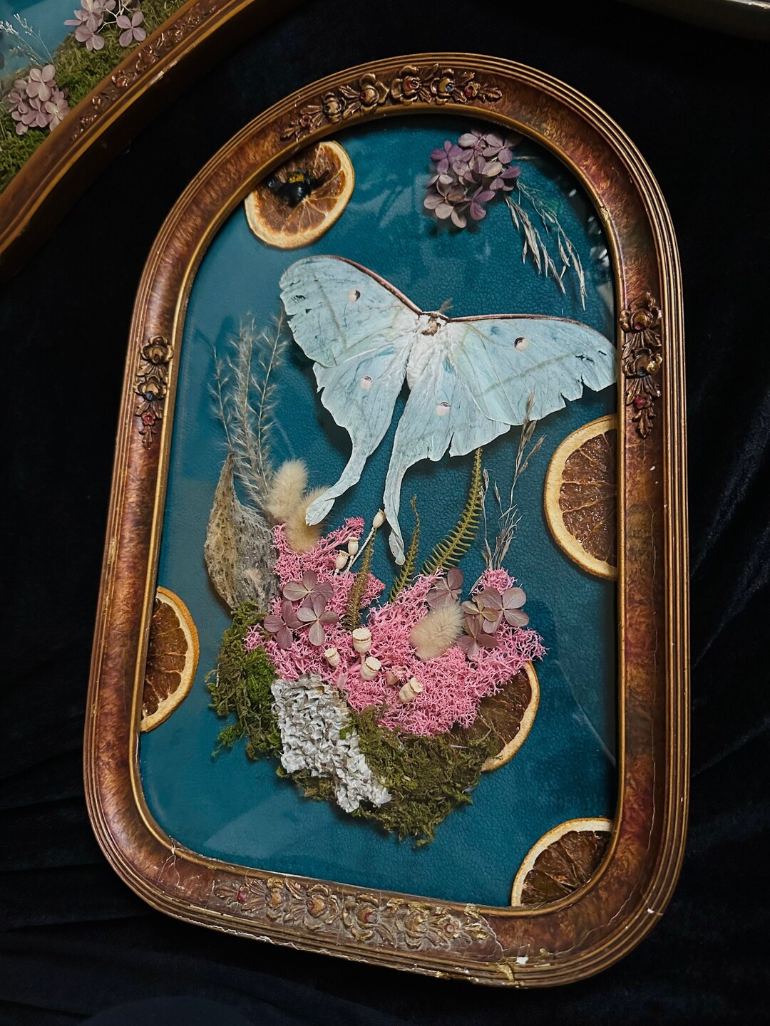 Vintage Luna Moth Frame - Etsy