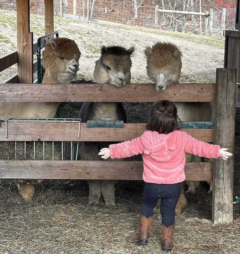 May include: A young child wearing a pink jacket and brown boots reaches out to touch three alpacas standing behind a wooden fence.