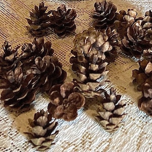 May include: A collection of brown pine cones of various sizes, scattered on a white lace tablecloth. The pine cones have a natural, textured appearance, with open scales and a rich, earthy color. Ideal for rustic decor or craft projects.