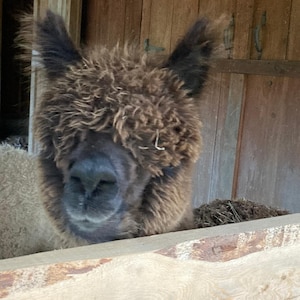 May include: A brown alpaca with fluffy fur, looking directly at the camera. The alpaca's face is partially obscured by its fur, and its eyes are not visible. The alpaca is standing in a wooden stall.