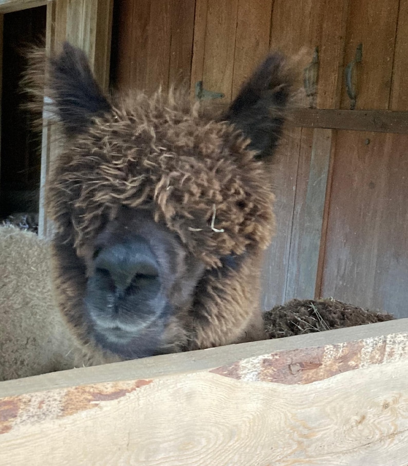 May include: A brown alpaca with fluffy fur, looking directly at the camera. The alpaca's face is partially obscured by its fur, and its eyes are not visible. The alpaca is standing in a wooden stall.