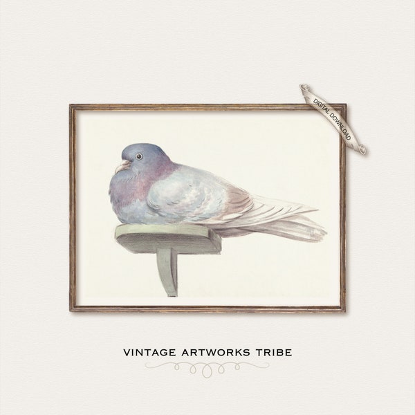 Vintage Watercolor Bird Painting Sitting Pigeon Dove Remastered Artwork Minimalistic Rustic Printable Wall Art Decor • DIGITAL DOWNLOAD A166