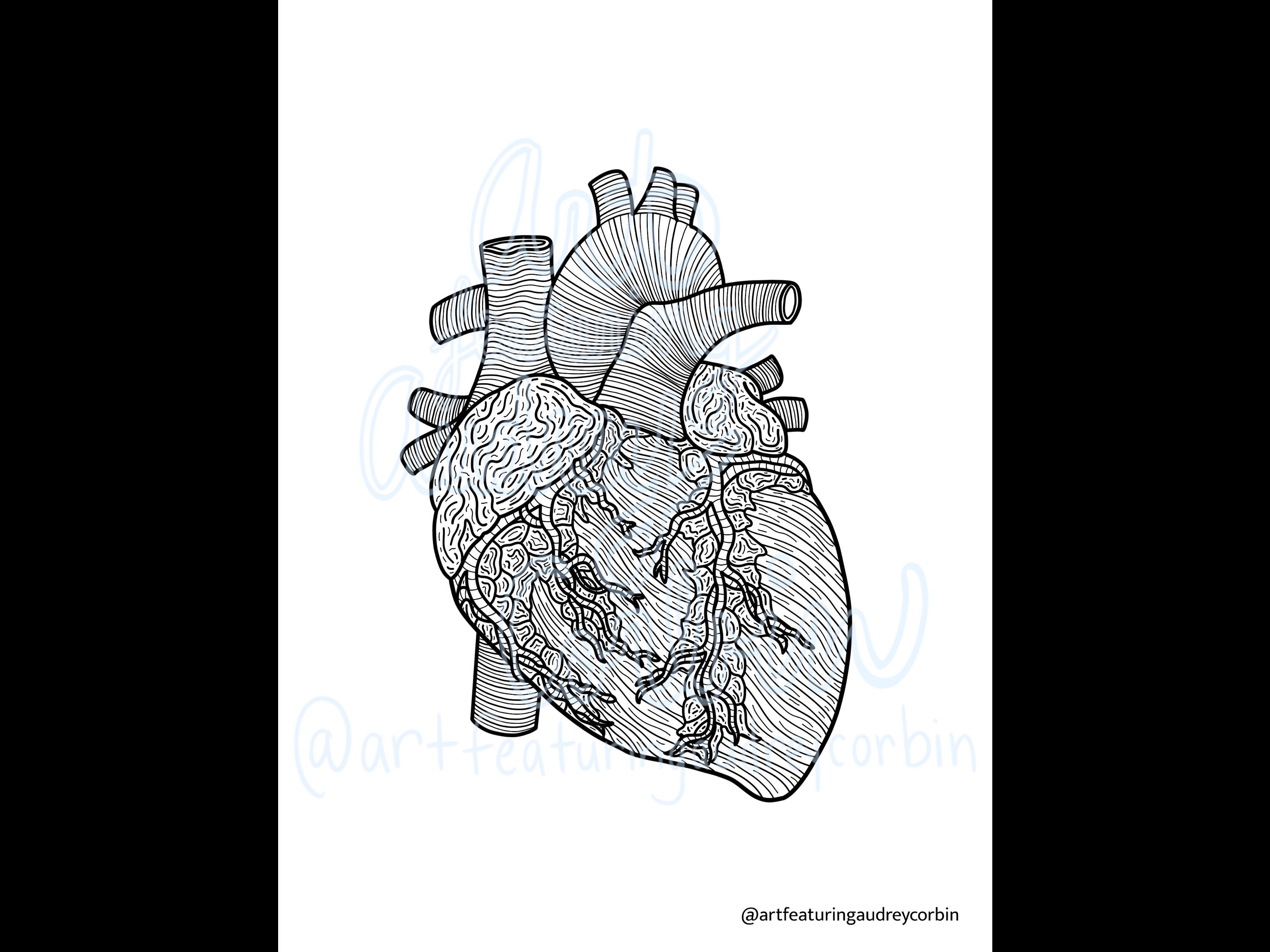 Realistic Heart Anatomy Coloring Page for Kids and Adults Instant ...