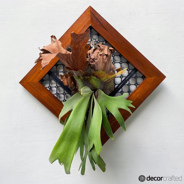 Platycerium Staghorn Ferns Mounting frame Teak Wood