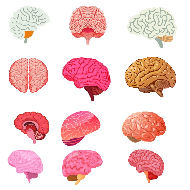 Body Organs Clipart, Human Body Organs Digital Download, Human Body ...