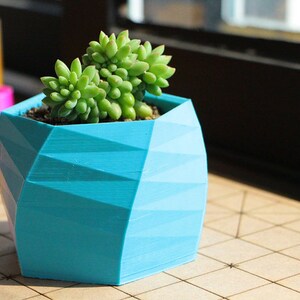 May include: A small succulent plant in a blue geometric planter. The planter has a faceted design and is made of a smooth, plastic-like material.