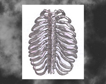 Puede incluir: Ilustración anatómica en blanco y negro de una caja torácica humana, con una representación detallada del esternón y las costillas. La imagen tiene un estilo vintage, sobre un fondo blanco.