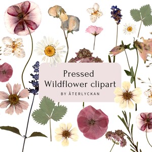 Clipart fleurs sauvages - Clipart floral - fleurs sauvages pressées Clipart - clipart herbier - fleurs herbier - fleurs pressées
