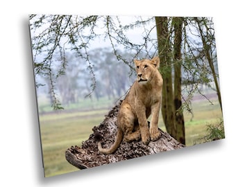 African Lioness Photo Print: Savannah Landscape Wildlife Fine Art