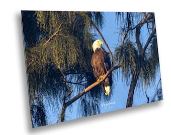 Bald Eagle Print: Bird of Prey Photography - Patriotic Wildlife Fine Art - Nature Wall Decor