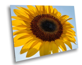Sunflower Wall Art Print – Bright Yellow Floral Home Decor – Nature Photography