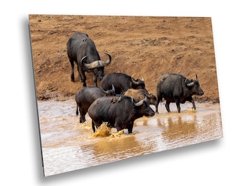 African Buffalo Safari Print: Wildlife Photography, Nature Wall Fine Art