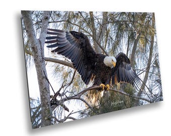 Bald Eagle Print: Bird of Prey Photography - Patriotic Wildlife Fine Art - Nature Wall Decor