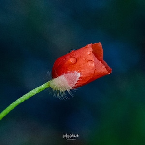 Lone Poppy print Leans toward the Sun searching for light. Red Poppy flower print. Botanical Fine Art for Home Decor