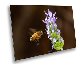 Bumble Bee Photography Print: Archival Fine Art, Pollinator Garden Decor