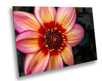 Tri-Colored Dahlia Wall Art – Vibrant Flower Print – Botanical Home Decor