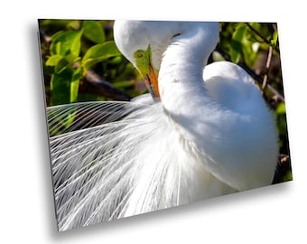 White Egret Photo Print: Coastal Bird Photography, Nature Wall Fine Art