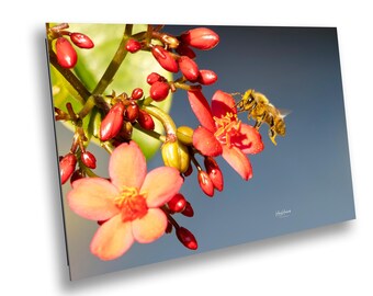 Bumble Bee Wall Art Print – Dusted in Gold | Pollinator Photography | Nature & Garden Decor