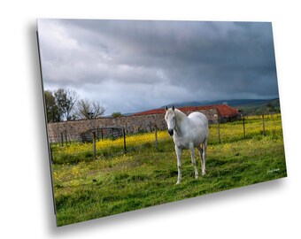 White Horse Print: Spanish Countryside Landscape Photography