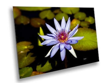Water Lily Wall Art Print – Tranquil Floral Home Decor – Nature Photography