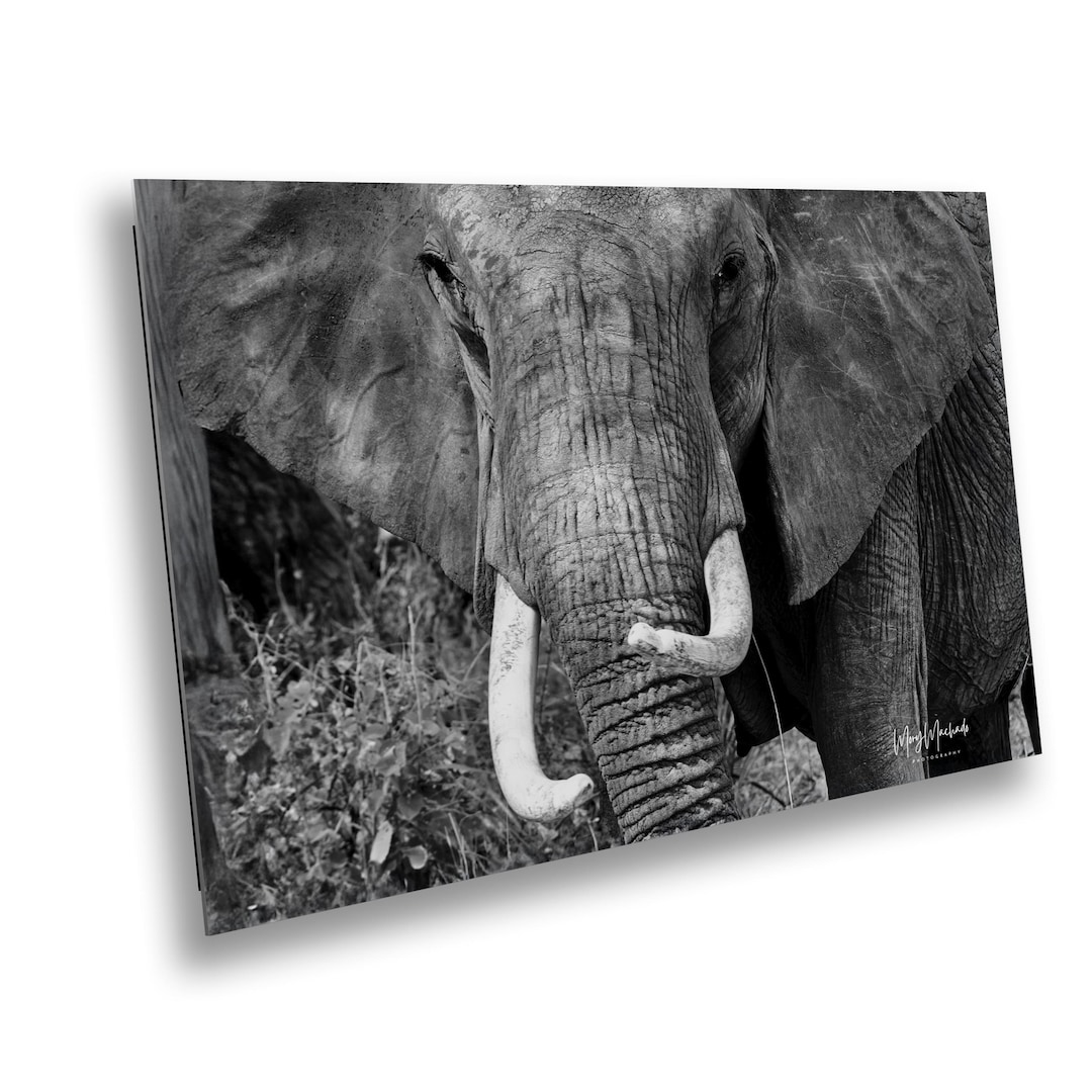Majestic African Elephant Portrait: Wildlife Photography Art Print - Etsy
