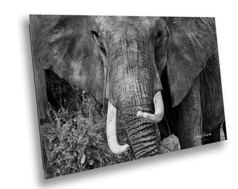 Majestic African Elephant Portrait: Wildlife Photography Art Print