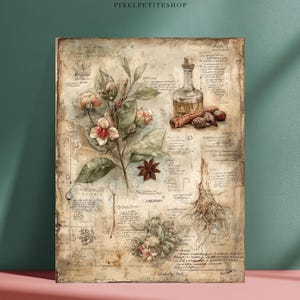 May include: A vintage botanical print showing a sprig of flowers with pink and white blossoms, green leaves, and a star anise. A small glass bottle with a cork stopper, cinnamon sticks, and cloves are also depicted. The background is a parchment-like paper with handwritten text.
