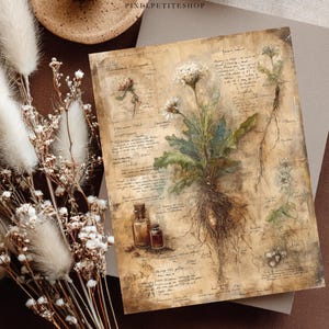 May include: Vintage botanical print showing a detailed drawing of a plant with roots, flowers, and leaves, with handwritten notes. Two small glass bottles are at the bottom. The print has an aged appearance with the text "PIXIEPETITESHOP" at the top.