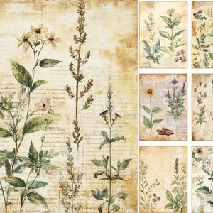 May include: A collection of botanical illustrations on aged paper. The images feature detailed watercolor paintings of various plants, including flowers and herbs, with a vintage aesthetic. The background includes handwritten script.