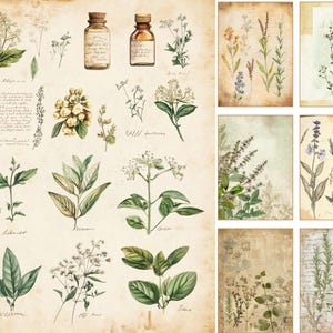 Botanical Herb Digital Pages | Junk Journal and Scrapbook Printables (Digital Download) image 13