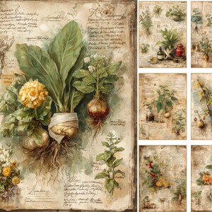 May include: A collection of watercolour botanical illustrations on aged paper. The central image displays a large root vegetable with leaves and a yellow flower, alongside handwritten text and smaller plant drawings. Other images show various herbs.