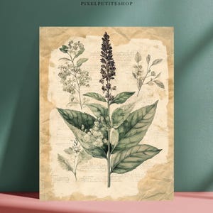 May include: Botanical illustration print featuring a detailed drawing of a plant with large green leaves and a tall, dark purple flower spike. The artwork is set against a backdrop of aged paper with faint text, creating a vintage aesthetic.