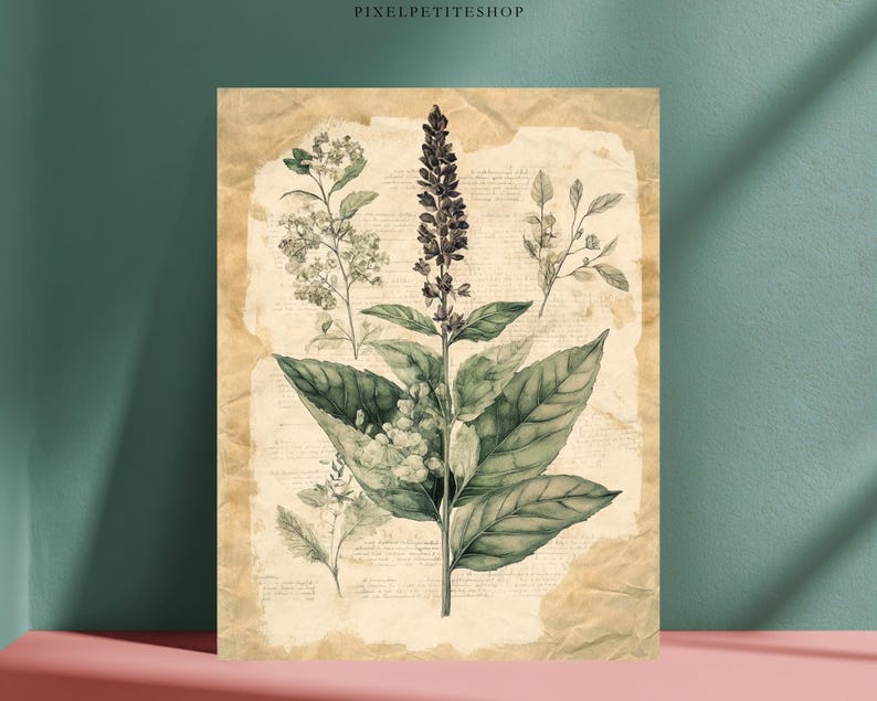 May include: Botanical illustration print featuring a detailed drawing of a plant with large green leaves and a tall, dark purple flower spike. The artwork is set against a backdrop of aged paper with faint text, creating a vintage aesthetic.