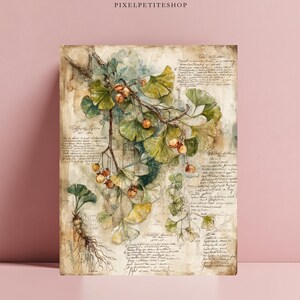 May include: A vintage-style botanical print depicting ginkgo leaves and berries in green, yellow, and brown hues. The artwork includes handwritten text and a distressed look. The print is labelled "PIXELPETITESHOP".
