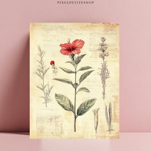 May include: Botanical print featuring a vibrant red hibiscus flower with detailed green leaves and stems. The vintage-style artwork includes other botanical illustrations and handwritten script on a cream-colored background. The print is labeled "PIXELPETITESHOP" at the top.
