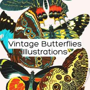 Könnte beinhalten: Vintage-Illustration von bunten Schmetterlingen mit komplizierten Mustern und Details. Die Schmetterlinge sind in einer Gruppe angeordnet, wobei sich ihre Flügel überlappen. Das Bild ist vor einem weißen Hintergrund platziert.