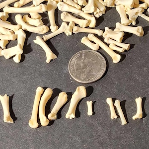Naturally Cleaned Small& Tiny Assorted Foot And Toe Bones