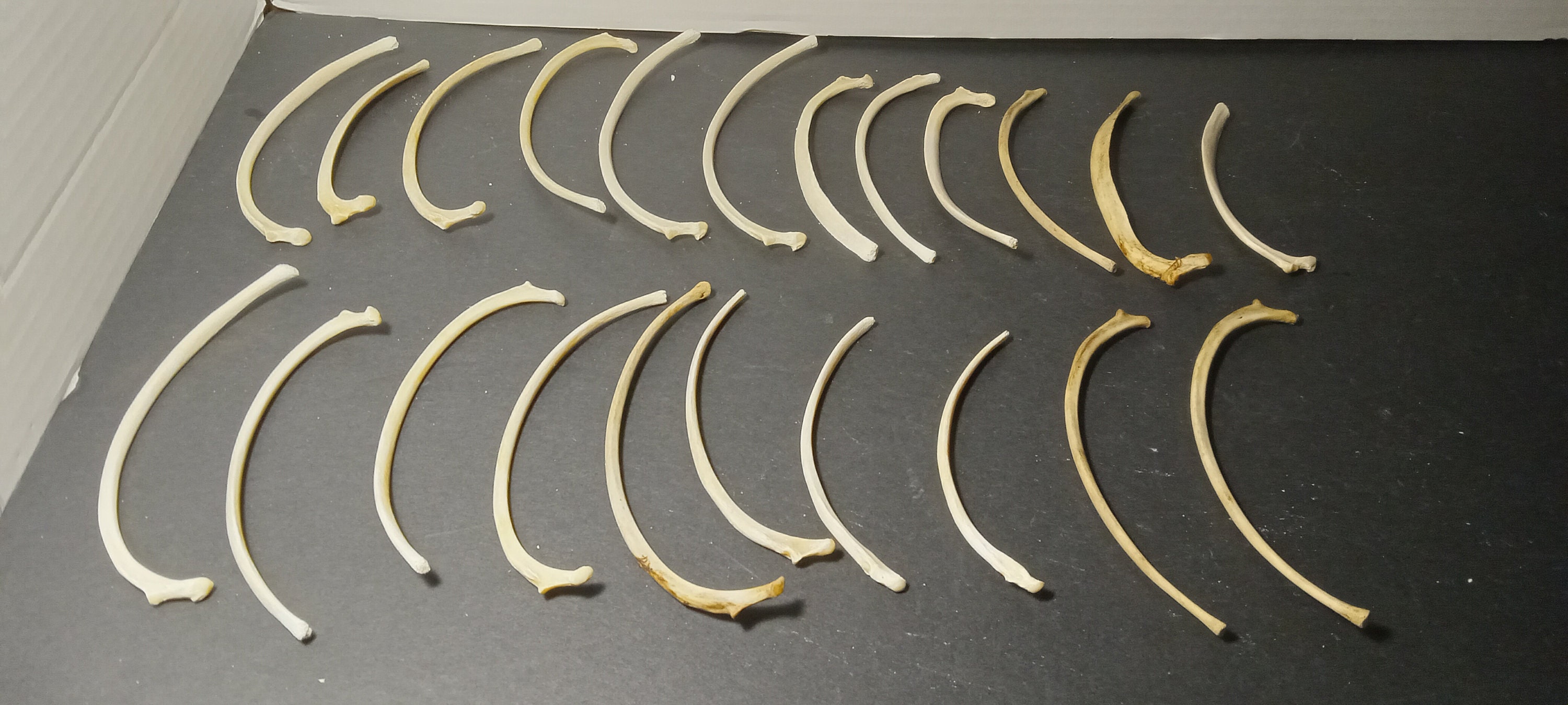 Naturally Cleaned Coyote Rib Bone Bundles - Etsy UK