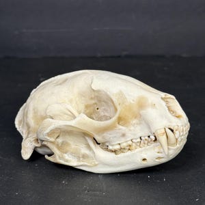 Naturally Cleaned Raccoon Skull