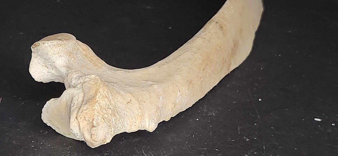 Naturally Cleaned Horse Rib - Etsy