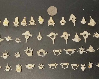 Naturally Cleaned Skunk & Possum Mini Vertebrae