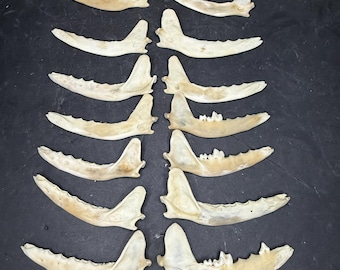 Par de mandíbulas de zorro limpiadas naturalmente