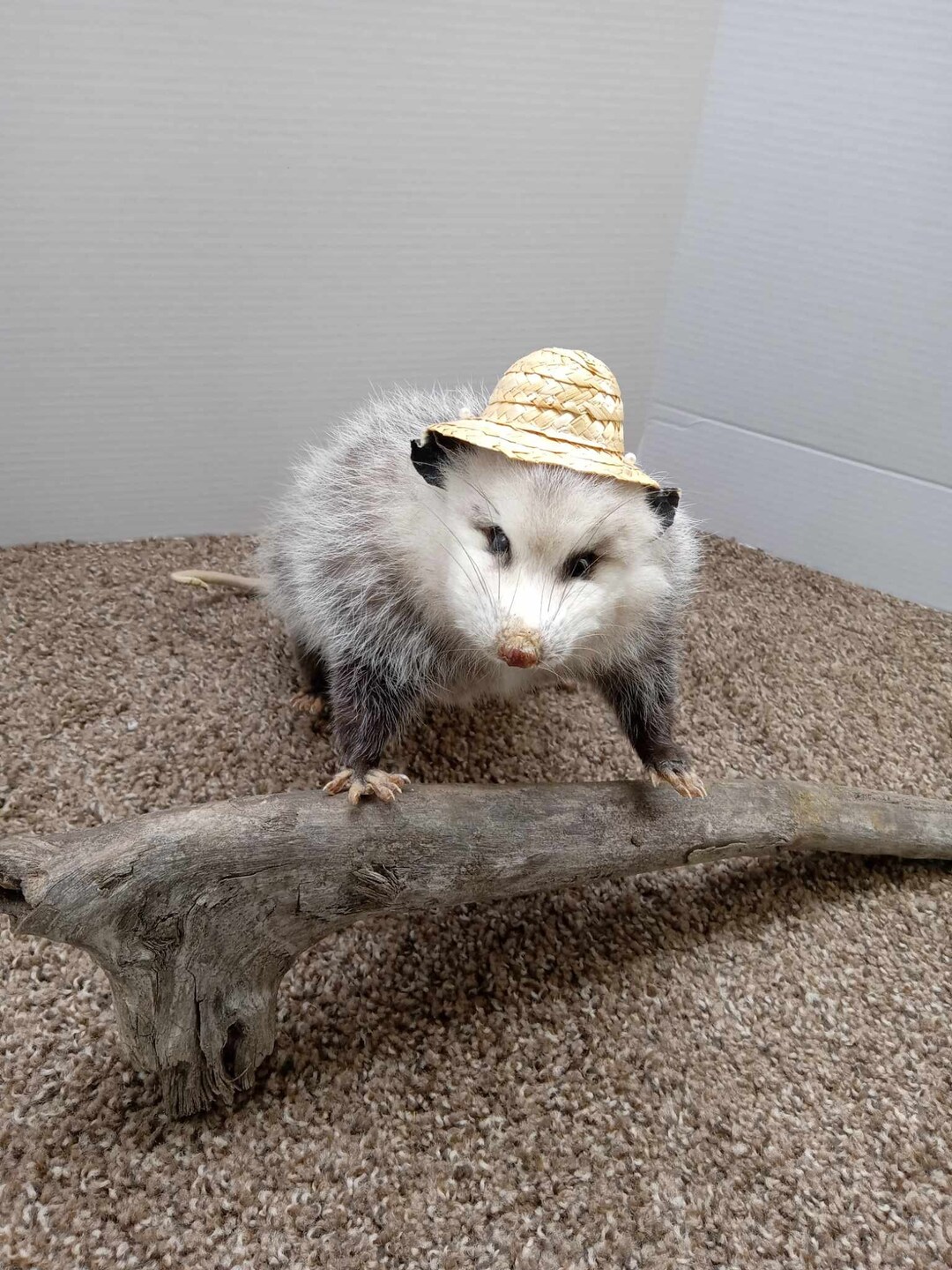 Small Opossum Full Body Taxidermy Mount Etsy