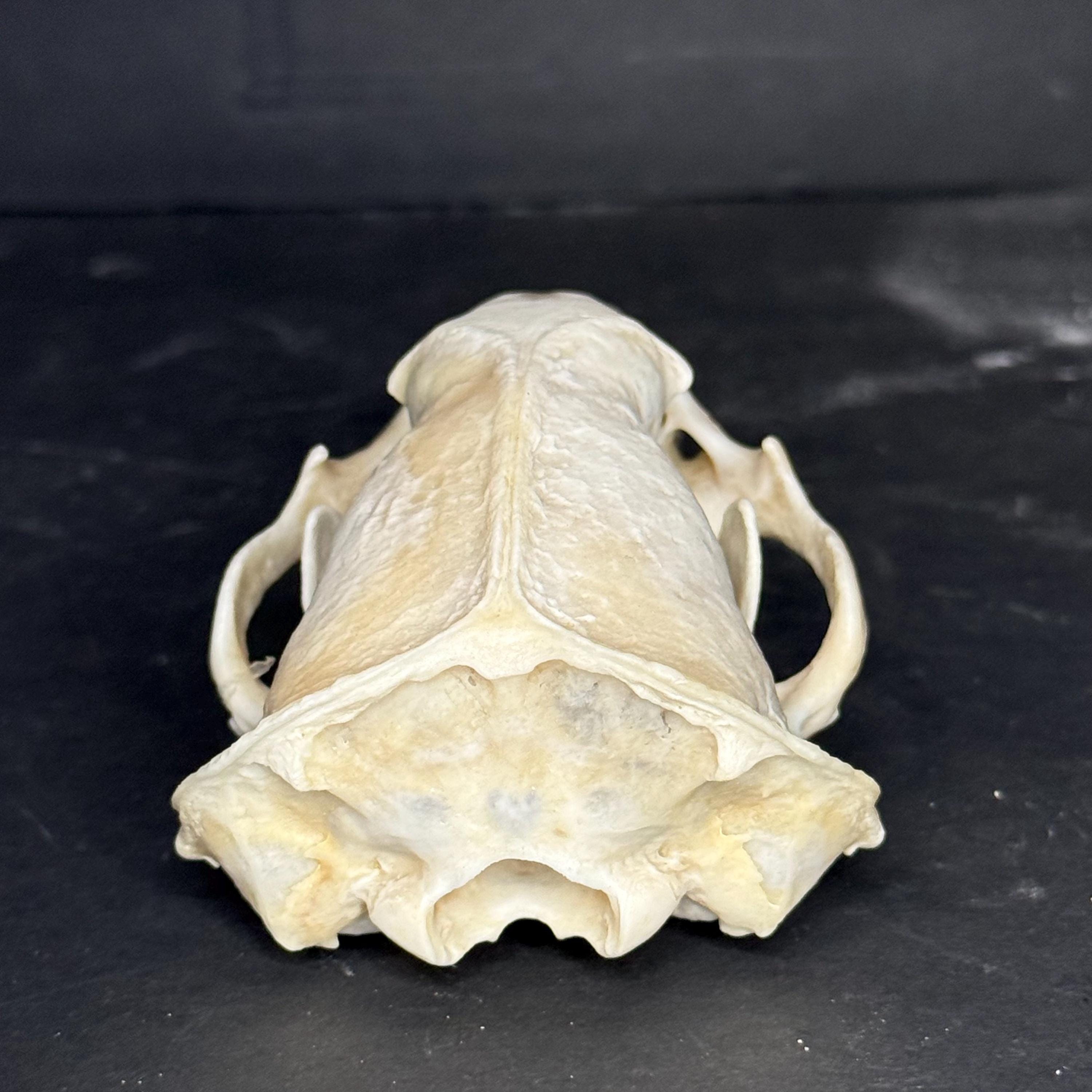 自然洗浄されたアメリカアナグマの頭蓋骨 - Etsy 日本