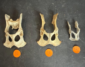 Natural Cleaned Mini Pelvis