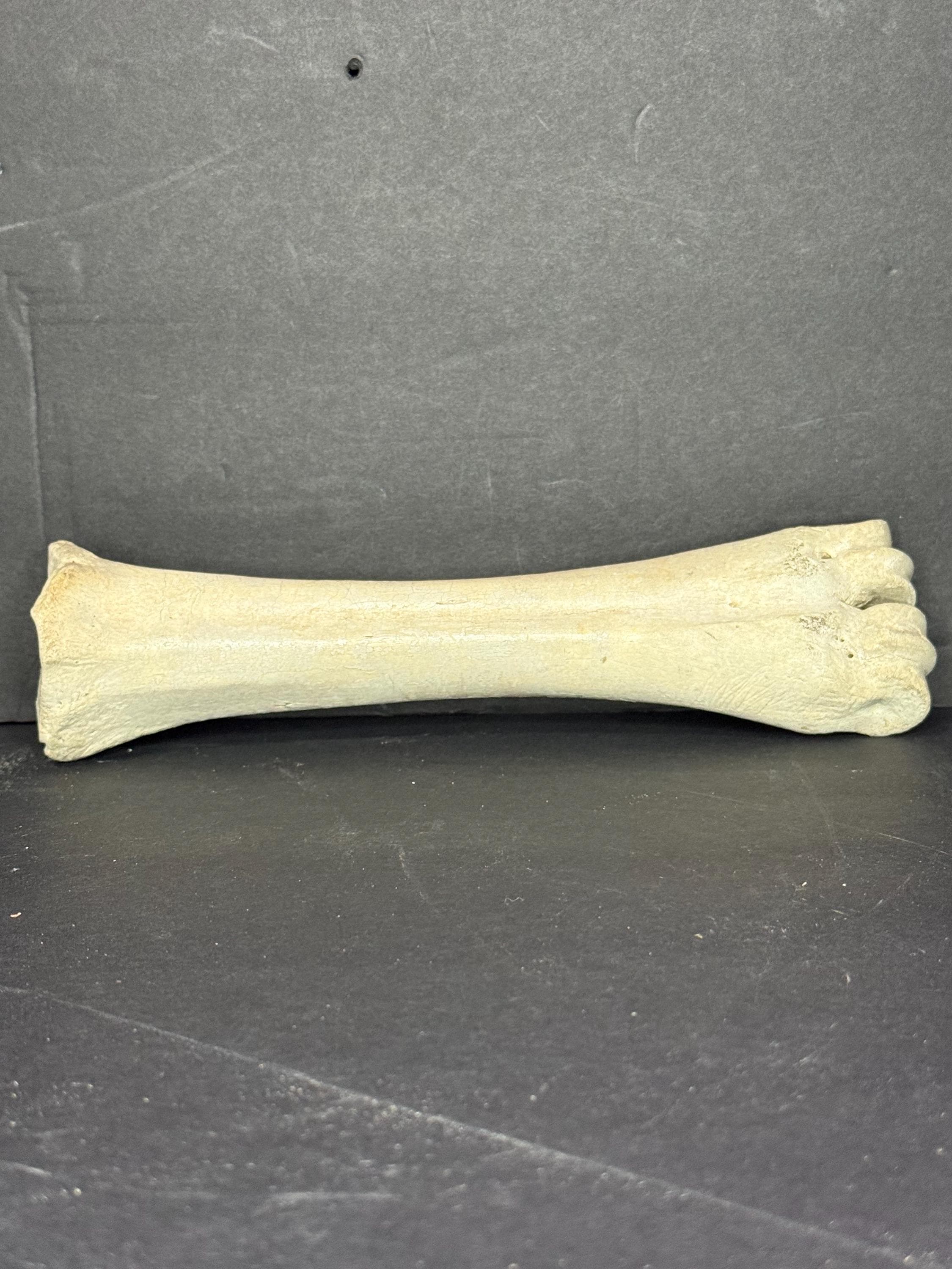 Genuine Bovine Fused Metatarsals | Real Cow Shin | Clean Bone Specimen ...